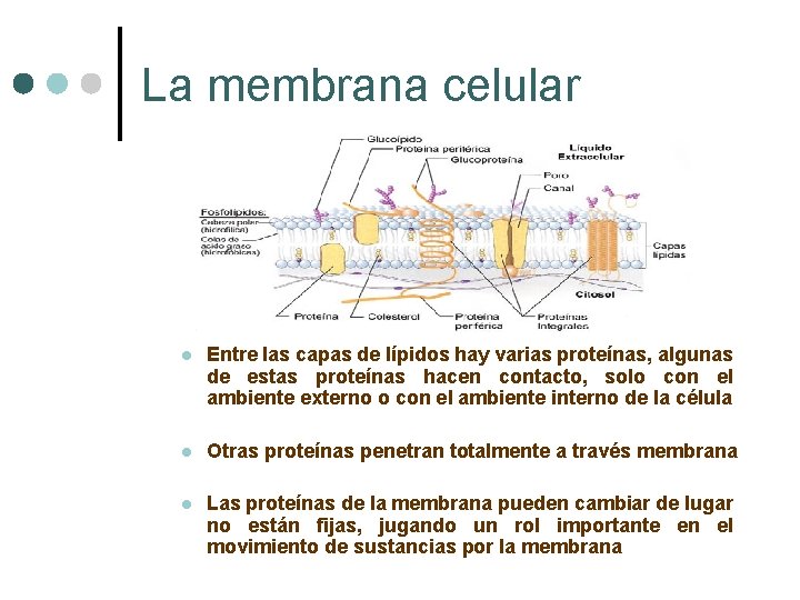 La membrana celular l Entre las capas de lípidos hay varias proteínas, algunas de