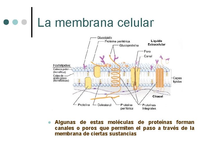 La membrana celular l Algunas de estas moléculas de proteínas forman canales o poros
