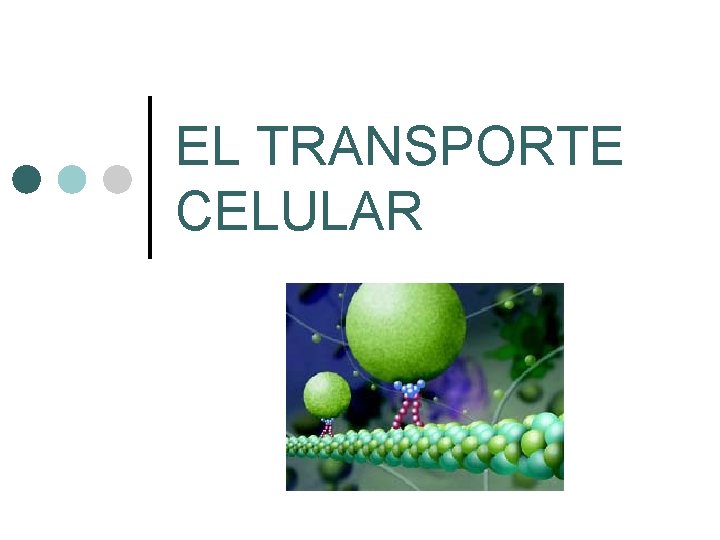 EL TRANSPORTE CELULAR 