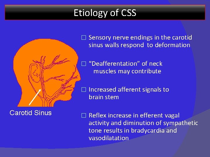 Etiology of CSS Carotid Sinus � Sensory nerve endings in the carotid sinus walls