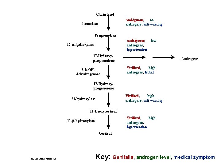 Cholesterol Ambiguous, no androgens, salt-wasting desmolase Pregnenolone Ambiguous, androgens, hypertension 17 -a-hydroxylase low 17