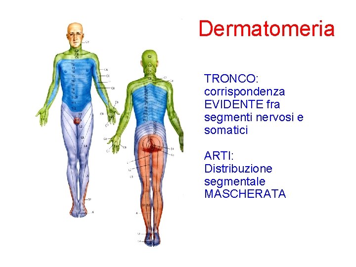 Dermatomeria TRONCO: corrispondenza EVIDENTE fra segmenti nervosi e somatici ARTI: Distribuzione segmentale MASCHERATA 