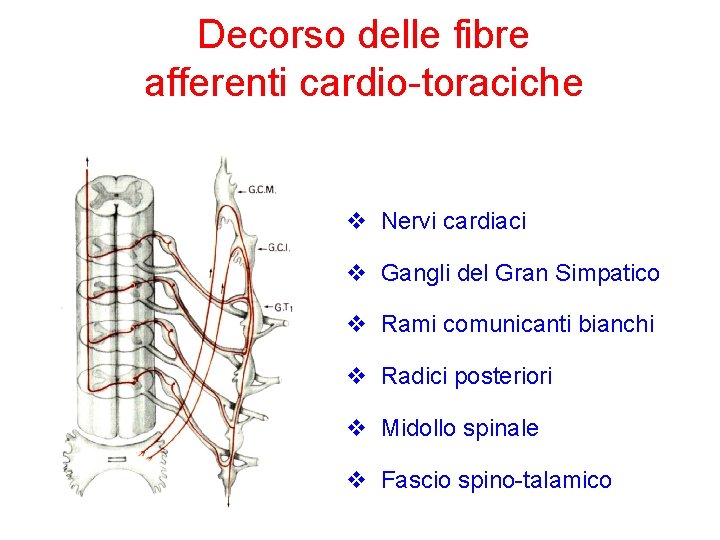 Decorso delle fibre afferenti cardio-toraciche v Nervi cardiaci v Gangli del Gran Simpatico v