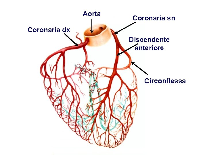 Aorta Coronaria sn Coronaria dx Discendente anteriore Circonflessa 