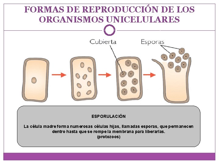 FORMAS DE REPRODUCCIÓN DE LOS ORGANISMOS UNICELULARES ESPORULACIÓN La célula madre forma numerosas células