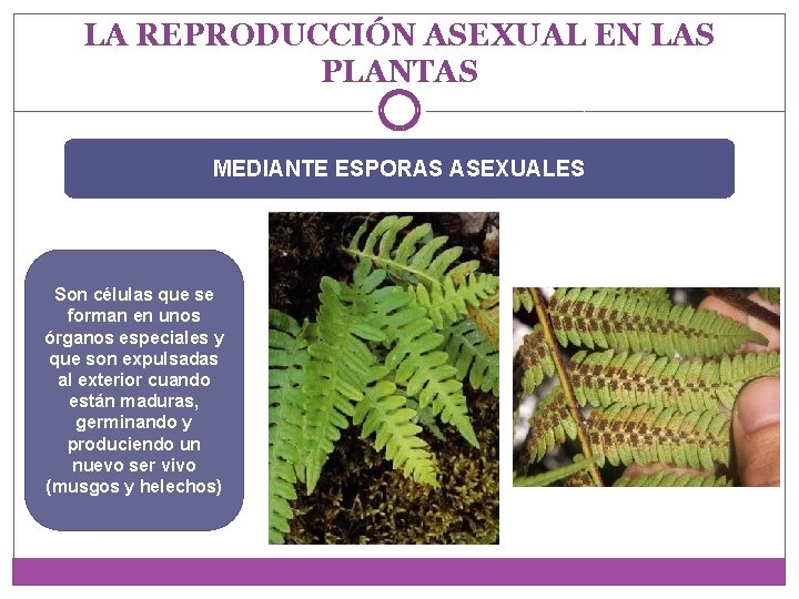 LA REPRODUCCIÓN ASEXUAL EN LAS PLANTAS MEDIANTE ESPORAS ASEXUALES Son células que se forman