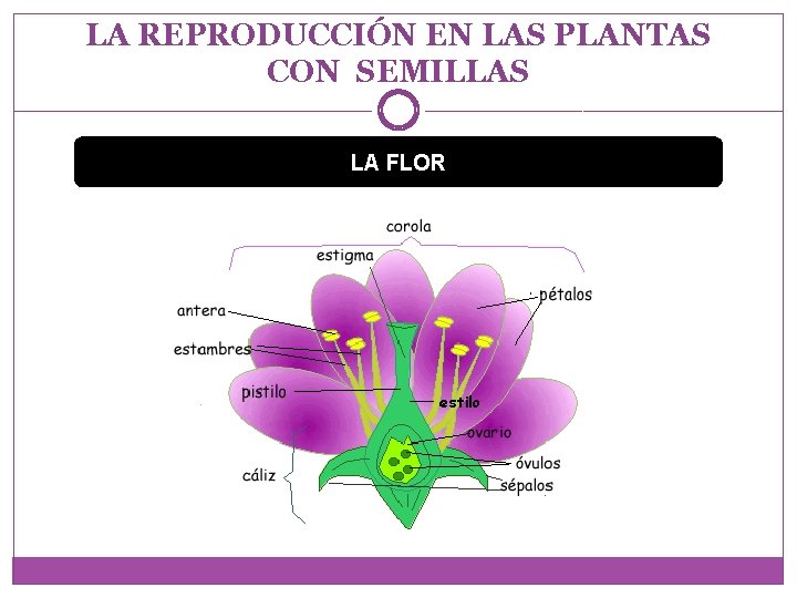 LA REPRODUCCIÓN EN LAS PLANTAS CON SEMILLAS LA FLOR 