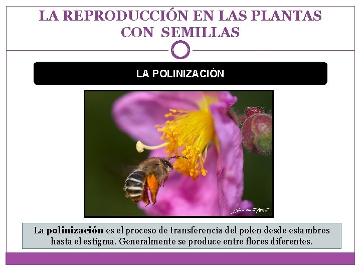 LA REPRODUCCIÓN EN LAS PLANTAS CON SEMILLAS LA POLINIZACIÓN La polinización es el proceso