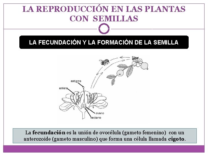 LA REPRODUCCIÓN EN LAS PLANTAS CON SEMILLAS LA FECUNDACIÓN Y LA FORMACIÓN DE LA