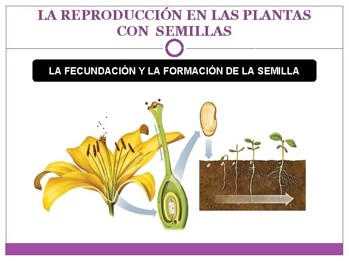 LA REPRODUCCIÓN EN LAS PLANTAS CON SEMILLAS LA FECUNDACIÓN Y LA FORMACIÓN DE LA