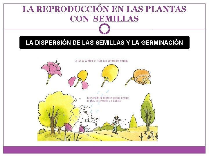 LA REPRODUCCIÓN EN LAS PLANTAS CON SEMILLAS LA DISPERSIÓN DE LAS SEMILLAS Y LA