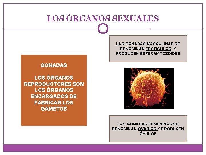 LOS ÓRGANOS SEXUALES LAS GONADAS MASCULINAS SE DENOMINAN TESTÍCULOS Y PRODUCEN ESPERMATOZOIDES GONADAS LOS