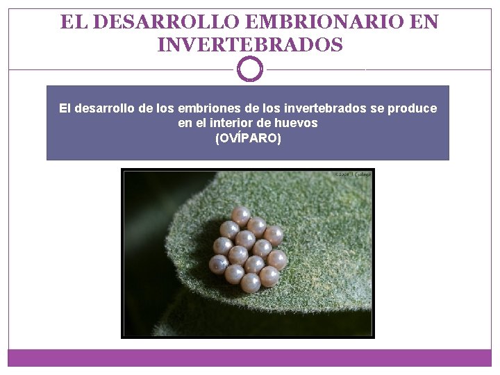 EL DESARROLLO EMBRIONARIO EN INVERTEBRADOS El desarrollo de los embriones de los invertebrados se