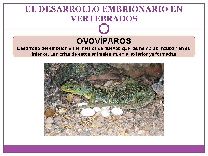 EL DESARROLLO EMBRIONARIO EN VERTEBRADOS OVOVÍPAROS Desarrollo del embrión en el interior de huevos