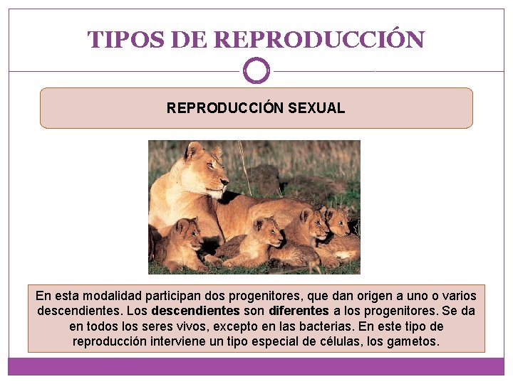 TIPOS DE REPRODUCCIÓN SEXUAL En esta modalidad participan dos progenitores, que dan origen a