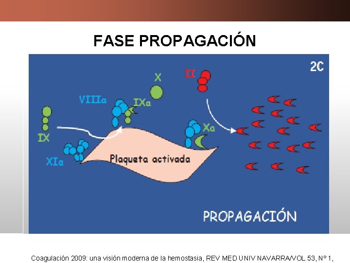 FASE PROPAGACIÓN Coagulación 2009: una visión moderna de la hemostasia, REV MED UNIV NAVARRA/VOL