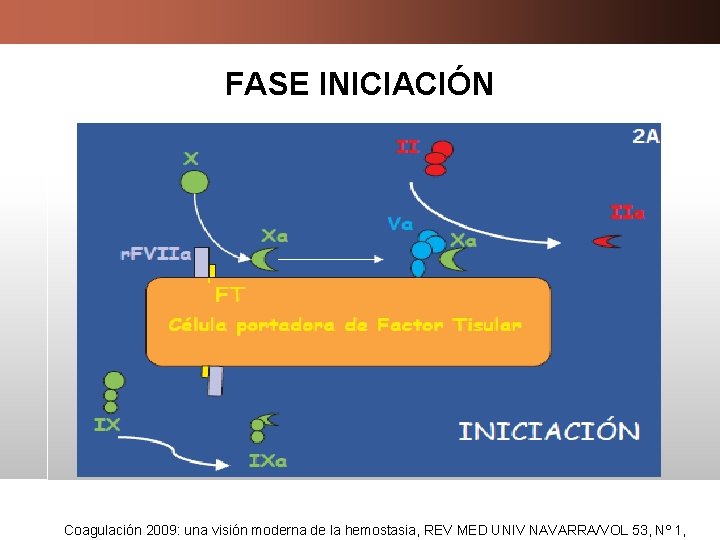 FASE INICIACIÓN Coagulación 2009: una visión moderna de la hemostasia, REV MED UNIV NAVARRA/VOL