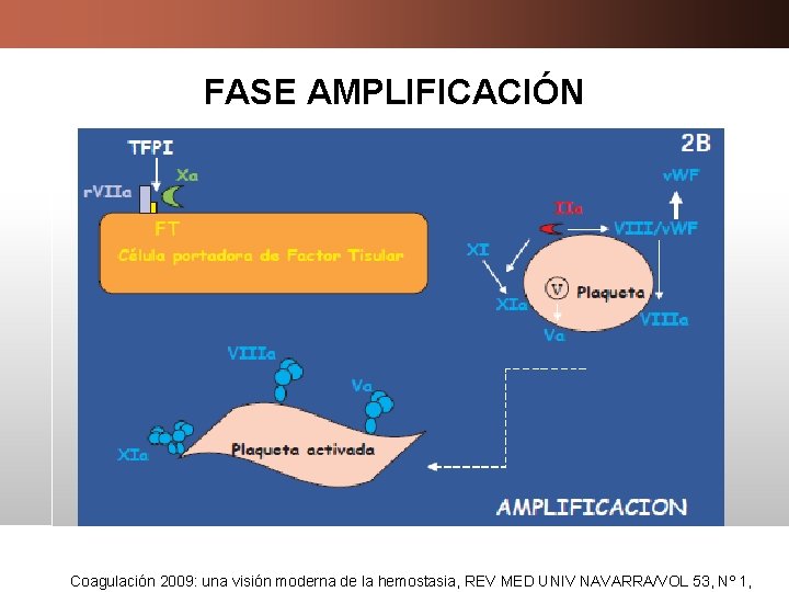FASE AMPLIFICACIÓN Coagulación 2009: una visión moderna de la hemostasia, REV MED UNIV NAVARRA/VOL