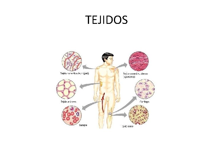 TEJIDOS 