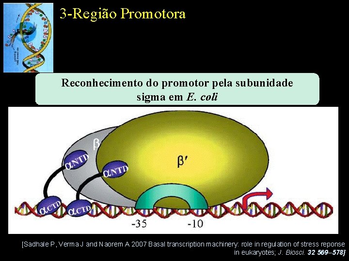 3 -Região Promotora Reconhecimento do promotor pela subunidade sigma em E. coli [Sadhale P,