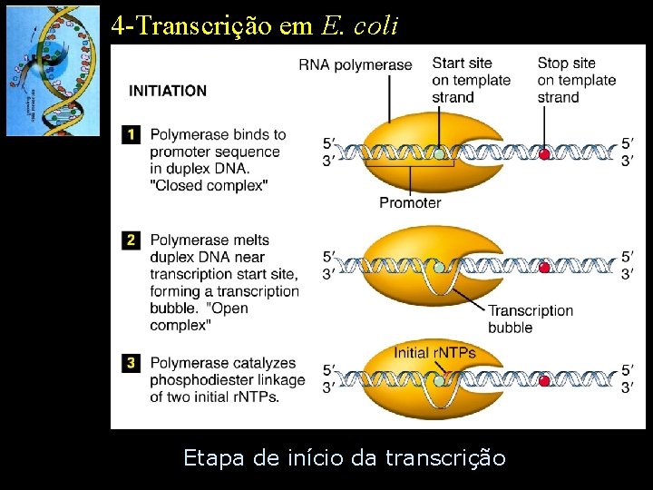 4 -Transcrição em E. coli Etapa de início da transcrição 