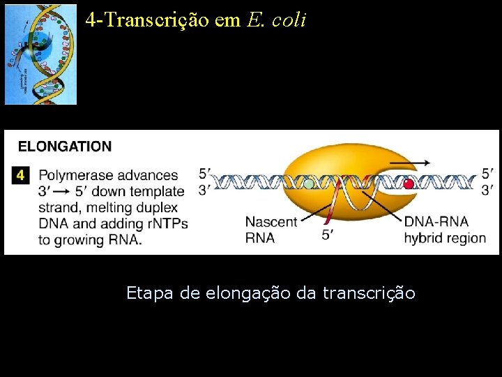 4 -Transcrição em E. coli Etapa de elongação da transcrição 