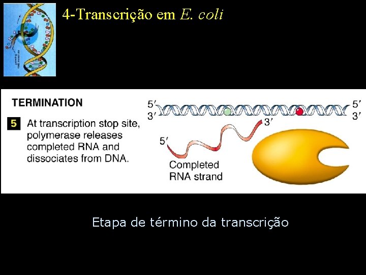 4 -Transcrição em E. coli Etapa de término da transcrição 