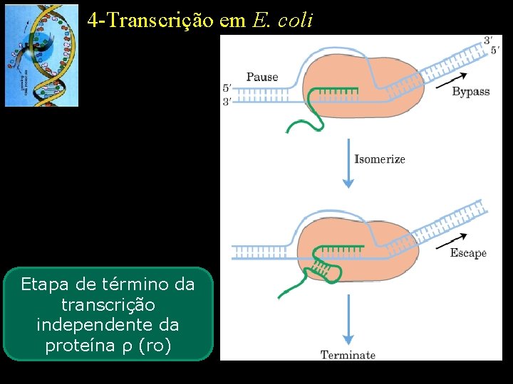 4 -Transcrição em E. coli Etapa de término da transcrição independente da proteína ρ