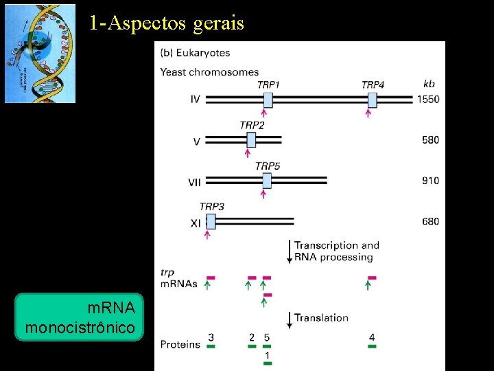 1 -Aspectos gerais m. RNA monocistrônico 