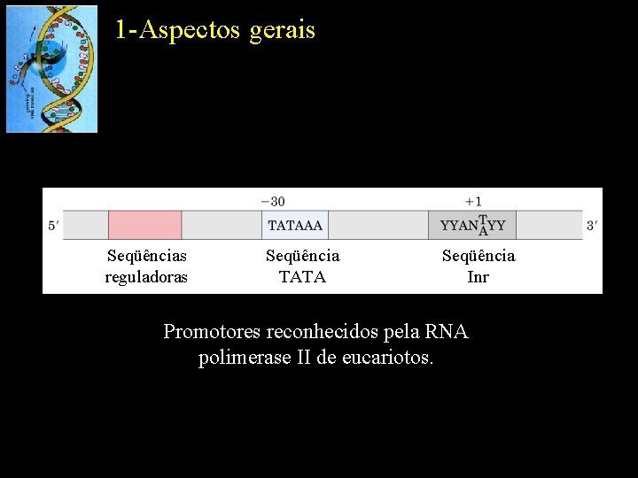 1 -Aspectos gerais Seqüências reguladoras Seqüência TATA Seqüência Inr Promotores reconhecidos pela RNA polimerase