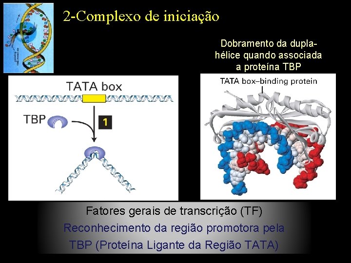 2 -Complexo de iniciação Dobramento da duplahélice quando associada a proteína TBP Fatores gerais