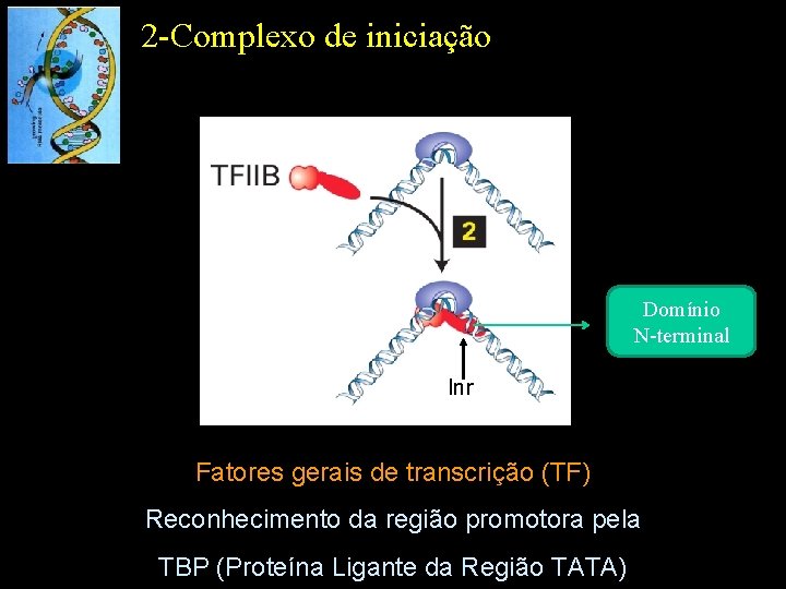 2 -Complexo de iniciação Domínio N-terminal Inr Fatores gerais de transcrição (TF) Reconhecimento da
