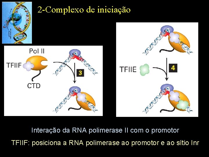 2 -Complexo de iniciação Interação da RNA polimerase II com o promotor TFIIF: posiciona