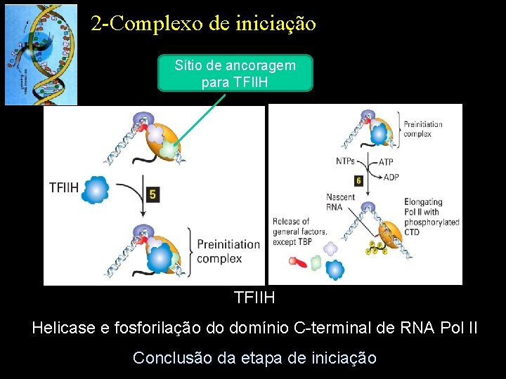 2 -Complexo de iniciação Sítio de ancoragem para TFIIH Helicase e fosforilação do domínio