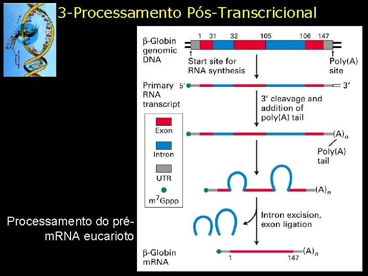 3 -Processamento Pós-Transcricional Processamento do prém. RNA eucarioto 