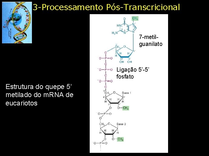 3 -Processamento Pós-Transcricional 7 -metilguanilato Ligação 5’-5’ fosfato Estrutura do quepe 5’ metilado do