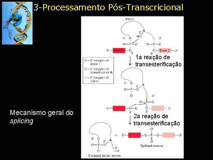3 -Processamento Pós-Transcricional 1 a reação de transesterificação Mecanismo geral do splicing 2 a