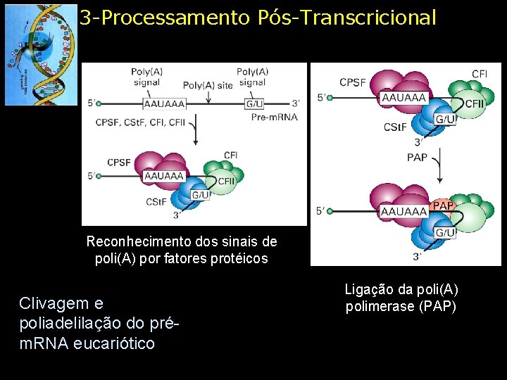 3 -Processamento Pós-Transcricional Reconhecimento dos sinais de poli(A) por fatores protéicos Clivagem e poliadelilação