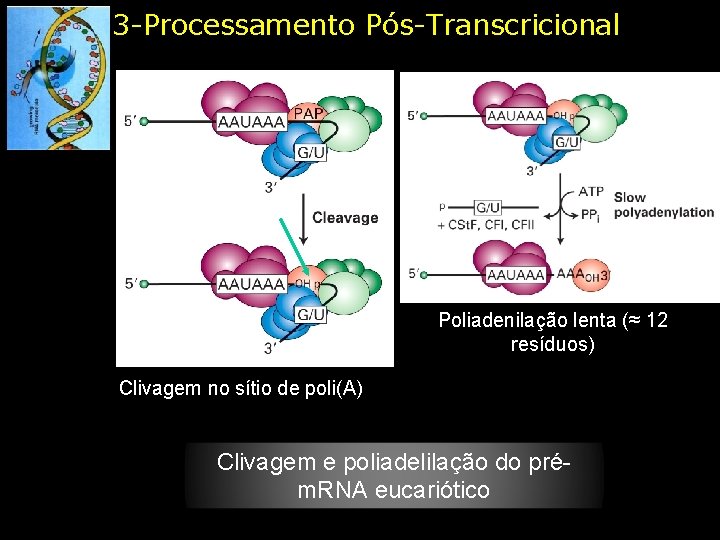 3 -Processamento Pós-Transcricional Poliadenilação lenta (≈ 12 resíduos) Clivagem no sítio de poli(A) Clivagem