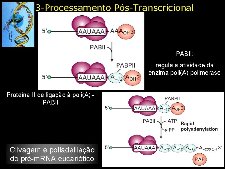 3 -Processamento Pós-Transcricional PABII: regula a atividade da enzima poli(A) polimerase Proteína II de