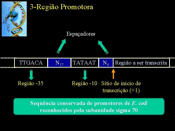 3 -Região Promotora Espaçadores TTGACA Região -35 N 17 TATAAT N 6 Região a