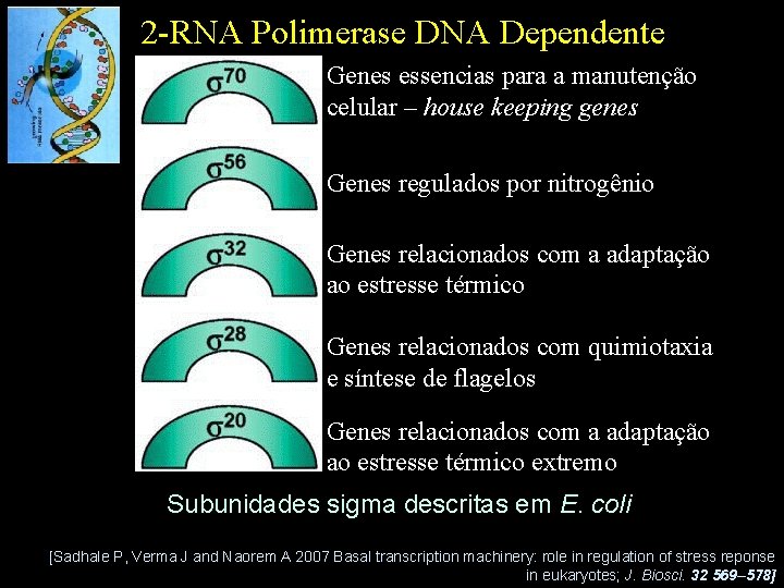 2 -RNA Polimerase DNA Dependente Genes essencias para a manutenção celular – house keeping