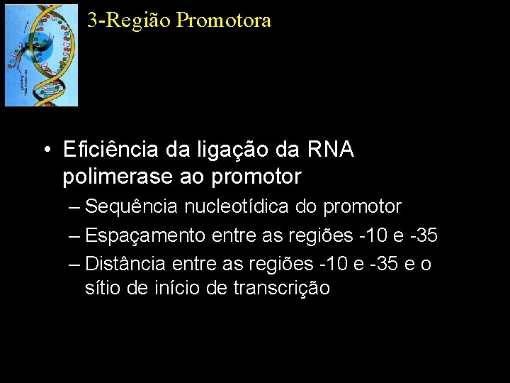3 -Região Promotora • Eficiência da ligação da RNA polimerase ao promotor – Sequência