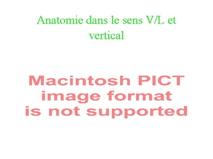 Anatomie dans le sens V/L et vertical 