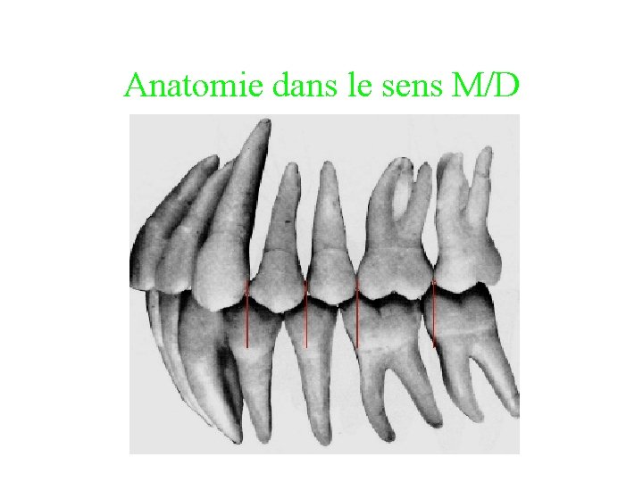 Anatomie dans le sens M/D 