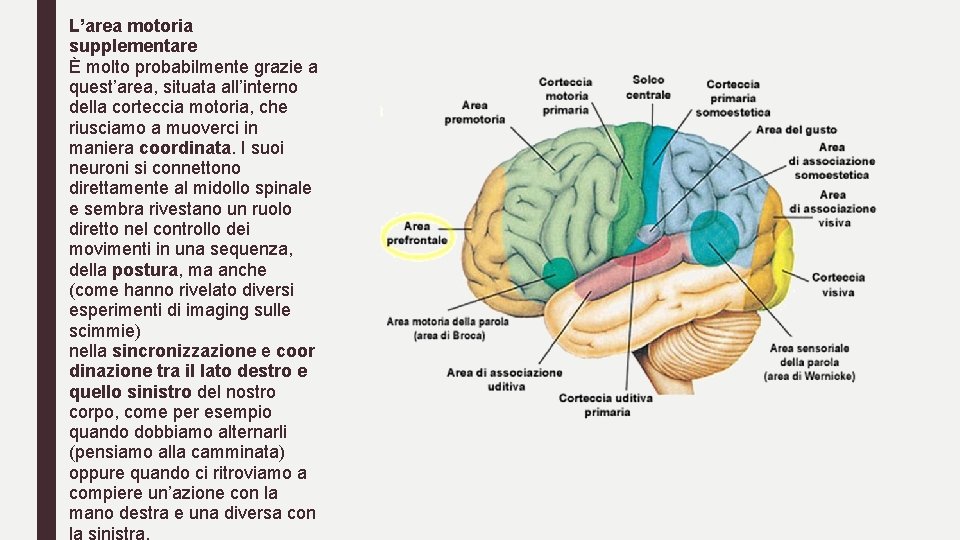 L’area motoria supplementare È molto probabilmente grazie a quest’area, situata all’interno della corteccia motoria,