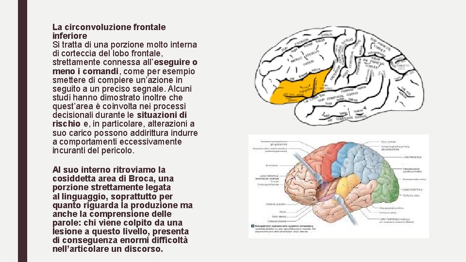 La circonvoluzione frontale inferiore Si tratta di una porzione molto interna di corteccia del