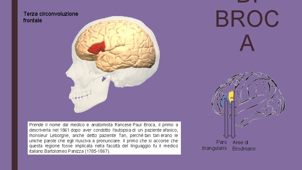 Terza circonvoluzione frontale Prende il nome dal medico e anatomista francese Paul Broca, il