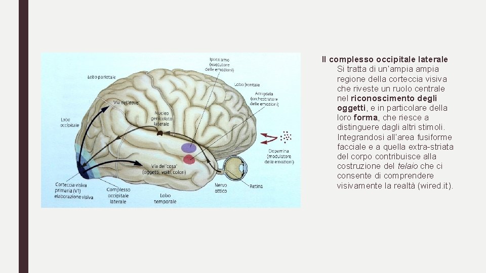 Il complesso occipitale laterale Si tratta di un’ampia regione della corteccia visiva che riveste