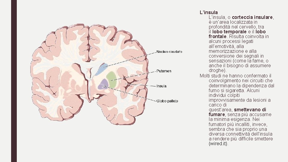 L’insula, o corteccia insulare, è un’area localizzata in profondità nel cervello, tra il lobo